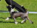 Artic Flyer's Basic Instinct Chinese Crested