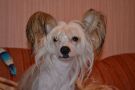 Orero Lovely Sharade for you Chinese Crested