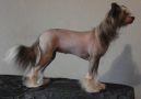 Topgrade Avalon Chinese Crested