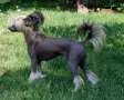 Reject's Only One Chamira Chinese Crested