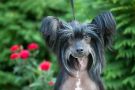 Dogland Happy Veritable Victory Chinese Crested