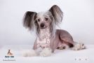 Ksolo Club Keffis Chinese Crested