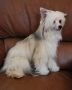 Fairway's Shag Bag Chinese Crested
