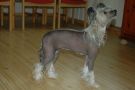 Trnderpia's Dynamic Dragon Chinese Crested