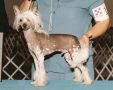 Moa's Rogaine Ain't Helpin Chinese Crested