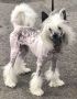 Jeremar's Forever Yours Faithfully at Cosmic Chinese Crested