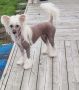 Beachcrest Ralph Lauren Chinese Crested