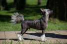 Famrus Totally Awesome Chinese Crested