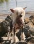 Bokate' Hot Little Number Chinese Crested