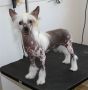 Spiritual Simon Says Chinese Crested