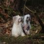 Excuse to Love Diamond Place Chinese Crested