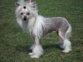 Del Sol's Spice Girl Chinese Crested