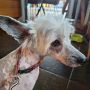 TnTcrested Aurora Borealis Chinese Crested