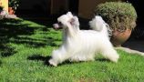Our Legacy von Shinbashi Chinese Crested