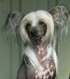 Kaunisvirran Jesse James Chinese Crested