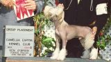 Pink Panther By Design Chinese Crested