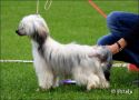 Hebblas Nanatic Chinese Crested