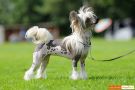 Happy Dancing Lovely Lady Chinese Crested