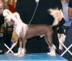 Aragons What Are The Odds Chinese Crested