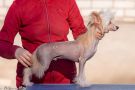 Art Rebellion Be Mine For Wine Chinese Crested