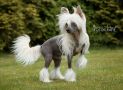 CH Quimby  von Shinbashi Chinese Crested