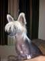 Cristall's Nobody Can Deny Altacrest Chinese Crested