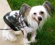 RCrested Ace Knight Arrow Chinese Crested