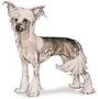 Dorotea Chinese Crested