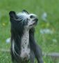 HitLine Ltd Create a Dream Chinese Crested