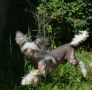Ognenny Lotos Yitni Chinese Crested