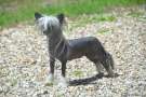 Praline Little Champs Chinese Crested