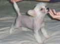 Poshsox Charlotte Chinese Crested