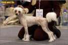 Minaki Shuga Boy Chinese Crested