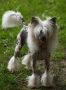 Oriental Jokes Double Jeu Chinese Crested