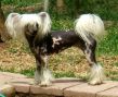 Mosaics Split Decision Chinese Crested