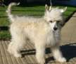 Patagonia Ranch Coco Chanel Chinese Crested