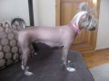 gucci Chinese Crested