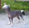 D'Nude's Silver Knight Chinese Crested