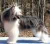 Jo-Bar's Aslan of Narnia PM Chinese Crested