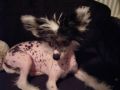 Starhaze Sweet Promise Chinese Crested