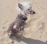 Kuan-Yin of Gizzy's Home Chinese Crested