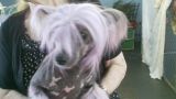 Belle Of The Ball Sheltons Chinese Crested