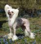 Suanho's Kicking Bear Chinese Crested