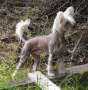 Zhannel's Double Trouble Chinese Crested