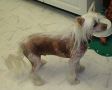Silver Bluff Golden Naz Chinese Crested