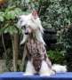 Mano Ponis Odin Chinese Crested