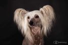 .Cute Goblin Topaz of Blue Champagne Chinese Crested