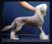 Dare to be Dancing like crazy Chinese Crested