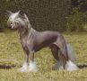 Starward Onetowatch At Brocade Chinese Crested