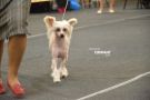 Kredo Festa Superiority in Action Chinese Crested